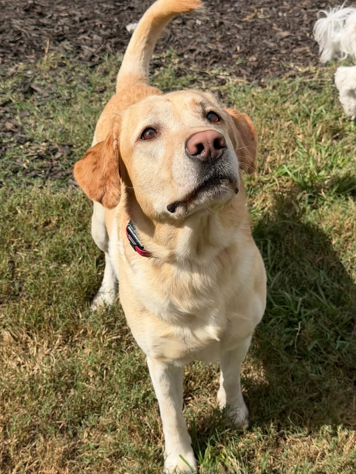 Clarisma K9 Services