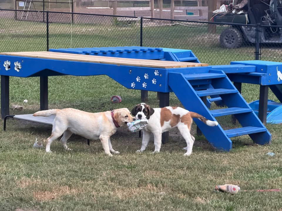 Clarisma K9 Services