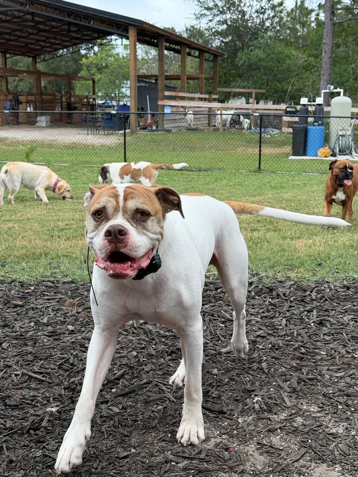 Clarisma K9 Services