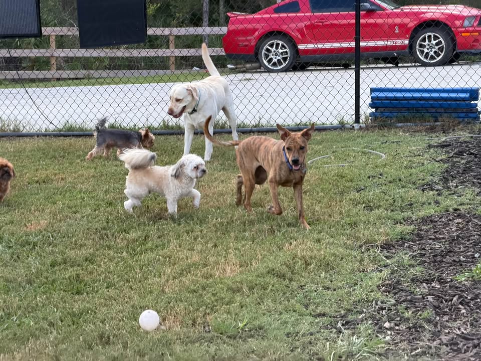 Clarisma K9 Services